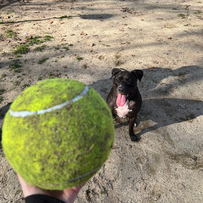 Pelota Gigante