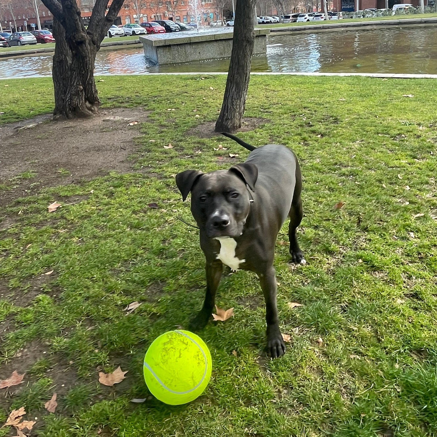 Pelota Gigante